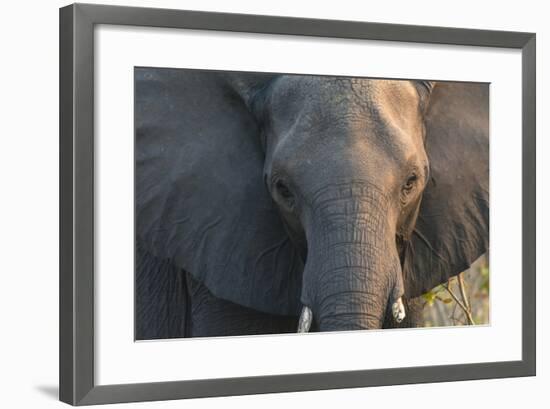 Botswana. Chobe National Park. Elephant-Inger Hogstrom-Framed Photographic Print