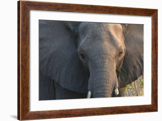 Botswana. Chobe National Park. Elephant-Inger Hogstrom-Framed Photographic Print