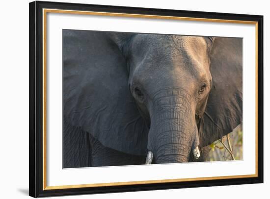 Botswana. Chobe National Park. Elephant-Inger Hogstrom-Framed Photographic Print