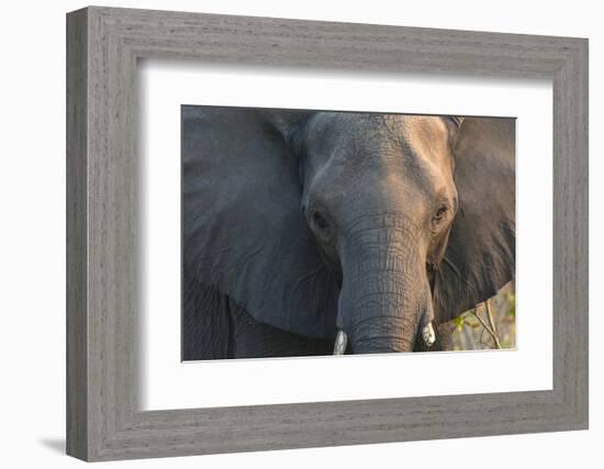 Botswana. Chobe National Park. Elephant-Inger Hogstrom-Framed Photographic Print