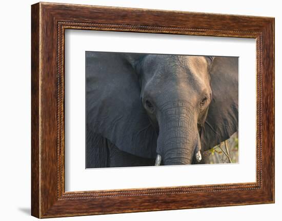 Botswana. Chobe National Park. Elephant-Inger Hogstrom-Framed Photographic Print