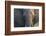 Botswana. Chobe National Park. Elephant-Inger Hogstrom-Framed Photographic Print