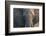 Botswana. Chobe National Park. Elephant-Inger Hogstrom-Framed Photographic Print