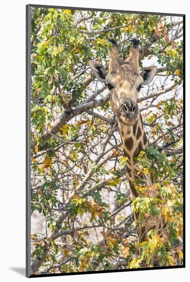 Botswana. Chobe National Park. Giraffe Camouflaged in Dry Branches-Inger Hogstrom-Mounted Photographic Print