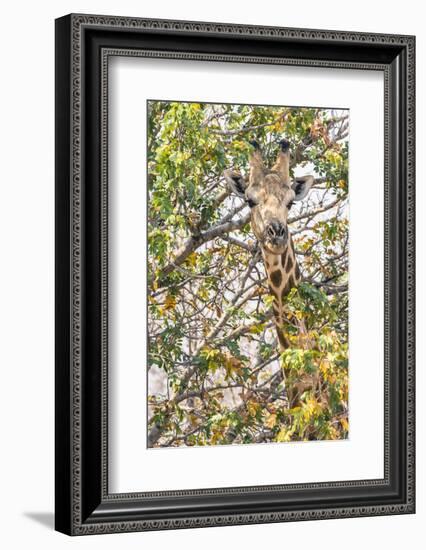 Botswana. Chobe National Park. Giraffe Camouflaged in Dry Branches-Inger Hogstrom-Framed Photographic Print
