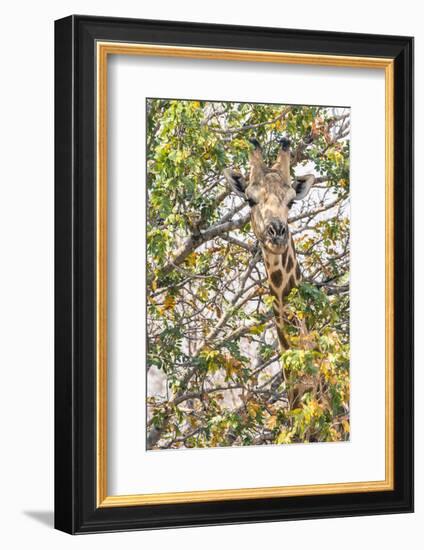 Botswana. Chobe National Park. Giraffe Camouflaged in Dry Branches-Inger Hogstrom-Framed Photographic Print