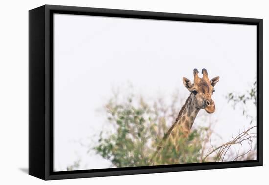 Botswana. Chobe National Park. Giraffe Peeks over a Tree-Inger Hogstrom-Framed Premier Image Canvas