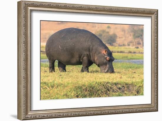 Botswana. Chobe National Park. Hippo Grazing Near the Chobe River-Inger Hogstrom-Framed Photographic Print