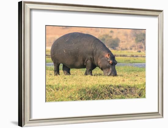 Botswana. Chobe National Park. Hippo Grazing Near the Chobe River-Inger Hogstrom-Framed Photographic Print