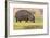 Botswana. Chobe National Park. Hippo Grazing Near the Chobe River-Inger Hogstrom-Framed Photographic Print