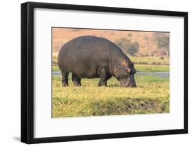 Botswana. Chobe National Park. Hippo Grazing Near the Chobe River-Inger Hogstrom-Framed Photographic Print