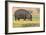 Botswana. Chobe National Park. Hippo Grazing Near the Chobe River-Inger Hogstrom-Framed Photographic Print