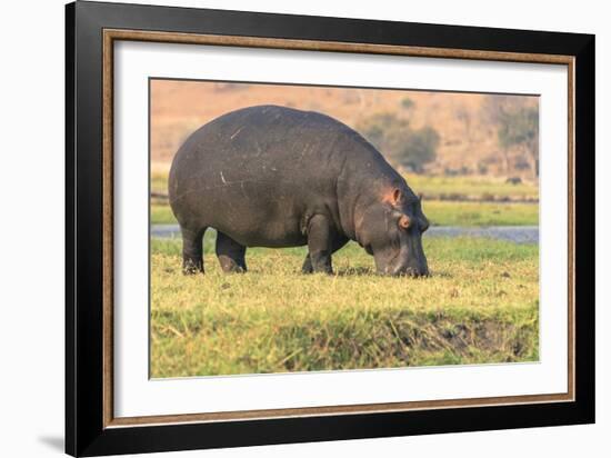 Botswana. Chobe National Park. Hippo Grazing Near the Chobe River-Inger Hogstrom-Framed Photographic Print