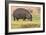 Botswana. Chobe National Park. Hippo Grazing Near the Chobe River-Inger Hogstrom-Framed Photographic Print