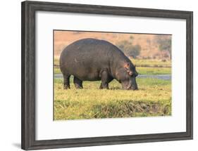 Botswana. Chobe National Park. Hippo Grazing Near the Chobe River-Inger Hogstrom-Framed Photographic Print
