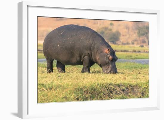 Botswana. Chobe National Park. Hippo Grazing Near the Chobe River-Inger Hogstrom-Framed Photographic Print