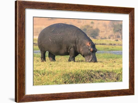 Botswana. Chobe National Park. Hippo Grazing Near the Chobe River-Inger Hogstrom-Framed Photographic Print