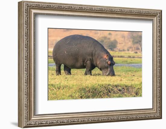 Botswana. Chobe National Park. Hippo Grazing Near the Chobe River-Inger Hogstrom-Framed Photographic Print