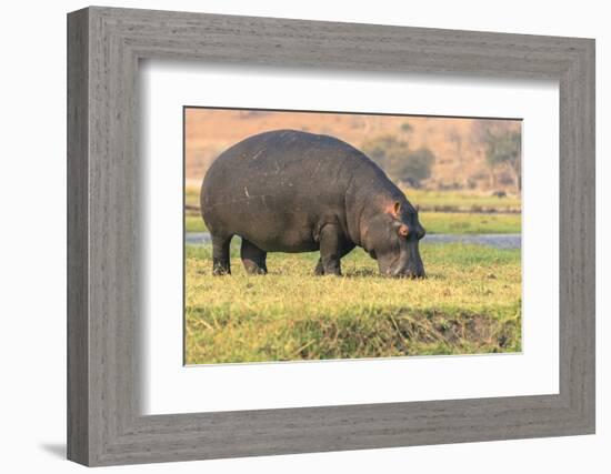 Botswana. Chobe National Park. Hippo Grazing Near the Chobe River-Inger Hogstrom-Framed Photographic Print