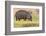 Botswana. Chobe National Park. Hippo Grazing Near the Chobe River-Inger Hogstrom-Framed Photographic Print