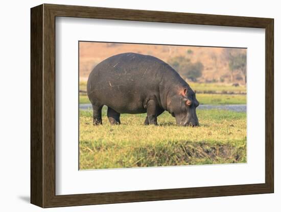 Botswana. Chobe National Park. Hippo Grazing Near the Chobe River-Inger Hogstrom-Framed Photographic Print