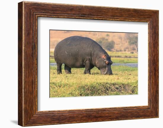 Botswana. Chobe National Park. Hippo Grazing Near the Chobe River-Inger Hogstrom-Framed Photographic Print