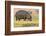 Botswana. Chobe National Park. Hippo Grazing Near the Chobe River-Inger Hogstrom-Framed Photographic Print