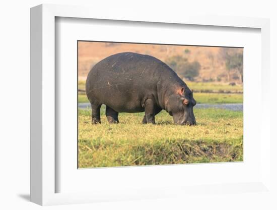 Botswana. Chobe National Park. Hippo Grazing Near the Chobe River-Inger Hogstrom-Framed Photographic Print