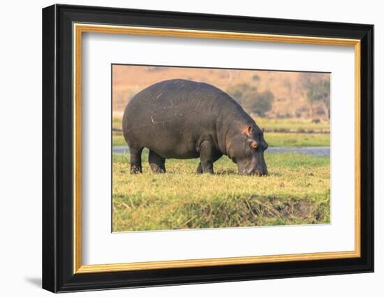 Botswana. Chobe National Park. Hippo Grazing Near the Chobe River-Inger Hogstrom-Framed Photographic Print