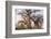 Botswana. Chobe National Park. Savuti. Baobab Trees with Branches Like Gnarled Hands-Inger Hogstrom-Framed Photographic Print