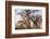 Botswana. Chobe National Park. Savuti. Baobab Trees with Branches Like Gnarled Hands-Inger Hogstrom-Framed Photographic Print