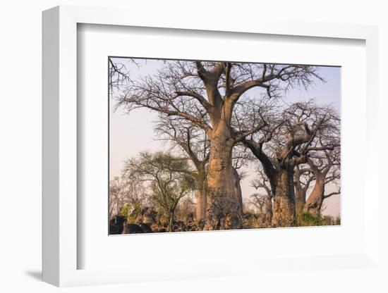 Botswana. Chobe National Park. Savuti. Baobab Trees with Branches Like Gnarled Hands-Inger Hogstrom-Framed Photographic Print