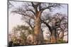 Botswana. Chobe National Park. Savuti. Baobab Trees with Branches Like Gnarled Hands-Inger Hogstrom-Mounted Photographic Print