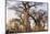 Botswana. Chobe National Park. Savuti. Baobab Trees with Branches Like Gnarled Hands-Inger Hogstrom-Mounted Photographic Print