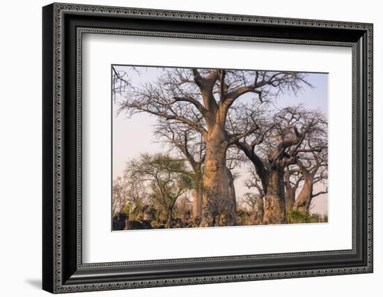 Botswana. Chobe National Park. Savuti. Baobab Trees with Branches Like Gnarled Hands-Inger Hogstrom-Framed Photographic Print