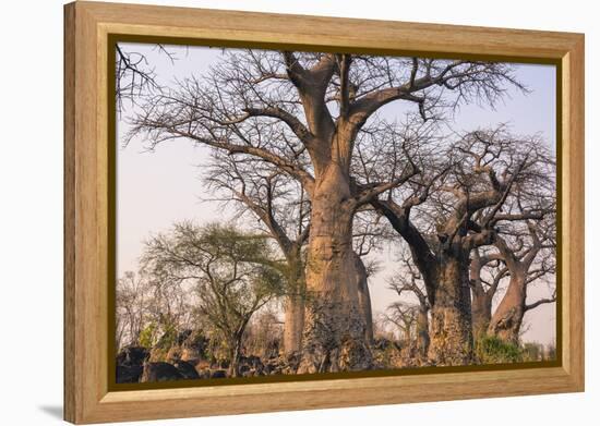 Botswana. Chobe National Park. Savuti. Baobab Trees with Branches Like Gnarled Hands-Inger Hogstrom-Framed Premier Image Canvas