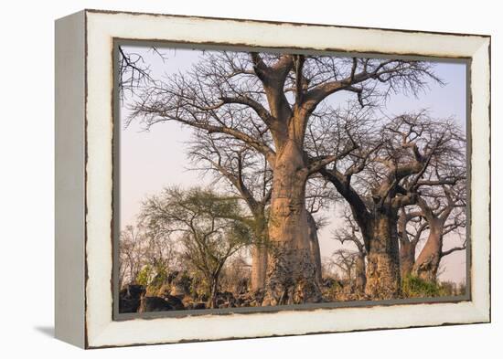 Botswana. Chobe National Park. Savuti. Baobab Trees with Branches Like Gnarled Hands-Inger Hogstrom-Framed Premier Image Canvas