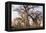 Botswana. Chobe National Park. Savuti. Baobab Trees with Branches Like Gnarled Hands-Inger Hogstrom-Framed Premier Image Canvas