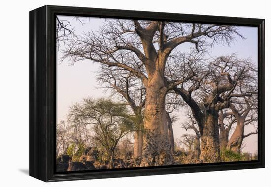 Botswana. Chobe National Park. Savuti. Baobab Trees with Branches Like Gnarled Hands-Inger Hogstrom-Framed Premier Image Canvas