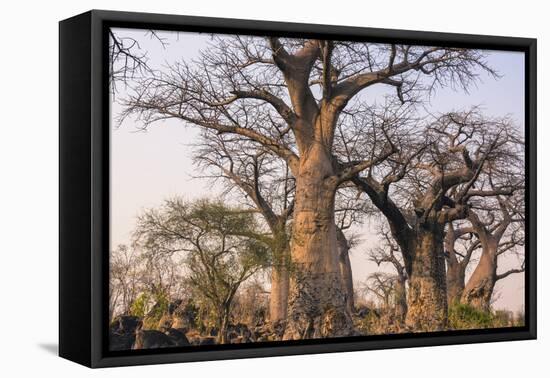 Botswana. Chobe National Park. Savuti. Baobab Trees with Branches Like Gnarled Hands-Inger Hogstrom-Framed Premier Image Canvas