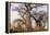 Botswana. Chobe National Park. Savuti. Baobab Trees with Branches Like Gnarled Hands-Inger Hogstrom-Framed Premier Image Canvas