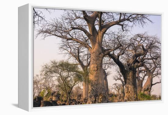 Botswana. Chobe National Park. Savuti. Baobab Trees with Branches Like Gnarled Hands-Inger Hogstrom-Framed Premier Image Canvas