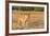 Botswana. Chobe National Park. Savuti. Female Lion on the Prowl-Inger Hogstrom-Framed Photographic Print