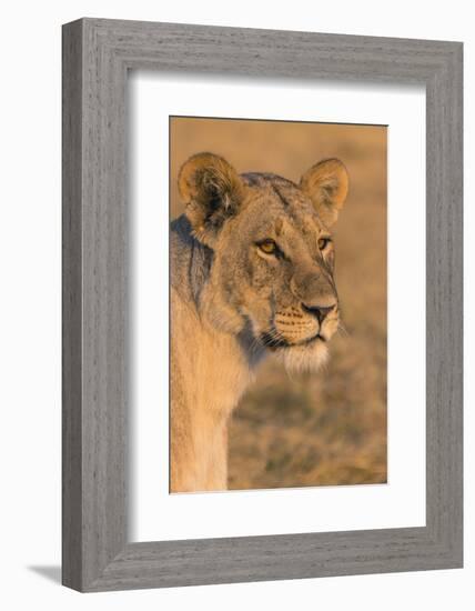 Botswana. Chobe National Park. Savuti. Female Lion-Inger Hogstrom-Framed Photographic Print