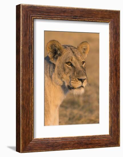 Botswana. Chobe National Park. Savuti. Female Lion-Inger Hogstrom-Framed Photographic Print