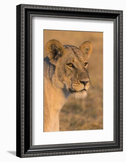 Botswana. Chobe National Park. Savuti. Female Lion-Inger Hogstrom-Framed Photographic Print