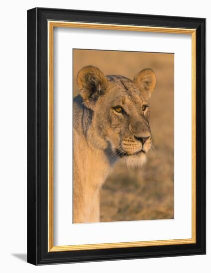 Botswana. Chobe National Park. Savuti. Female Lion-Inger Hogstrom-Framed Photographic Print