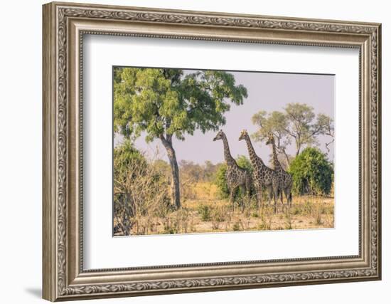 Botswana. Chobe National Park. Savuti. Giraffes Intently Watching a Hidden Lion in the Bush-Inger Hogstrom-Framed Photographic Print