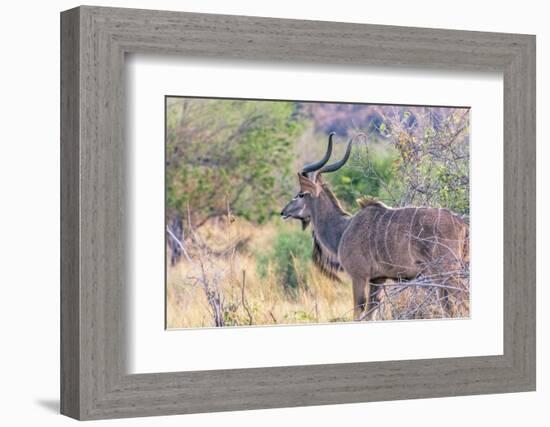 Botswana. Chobe National Park. Savuti. Greater Kudu-Inger Hogstrom-Framed Photographic Print