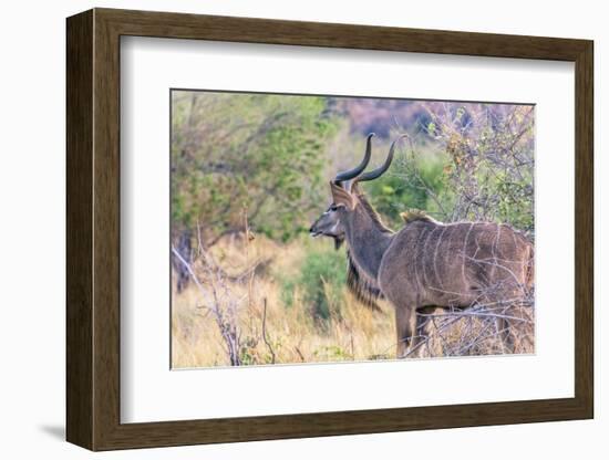 Botswana. Chobe National Park. Savuti. Greater Kudu-Inger Hogstrom-Framed Photographic Print